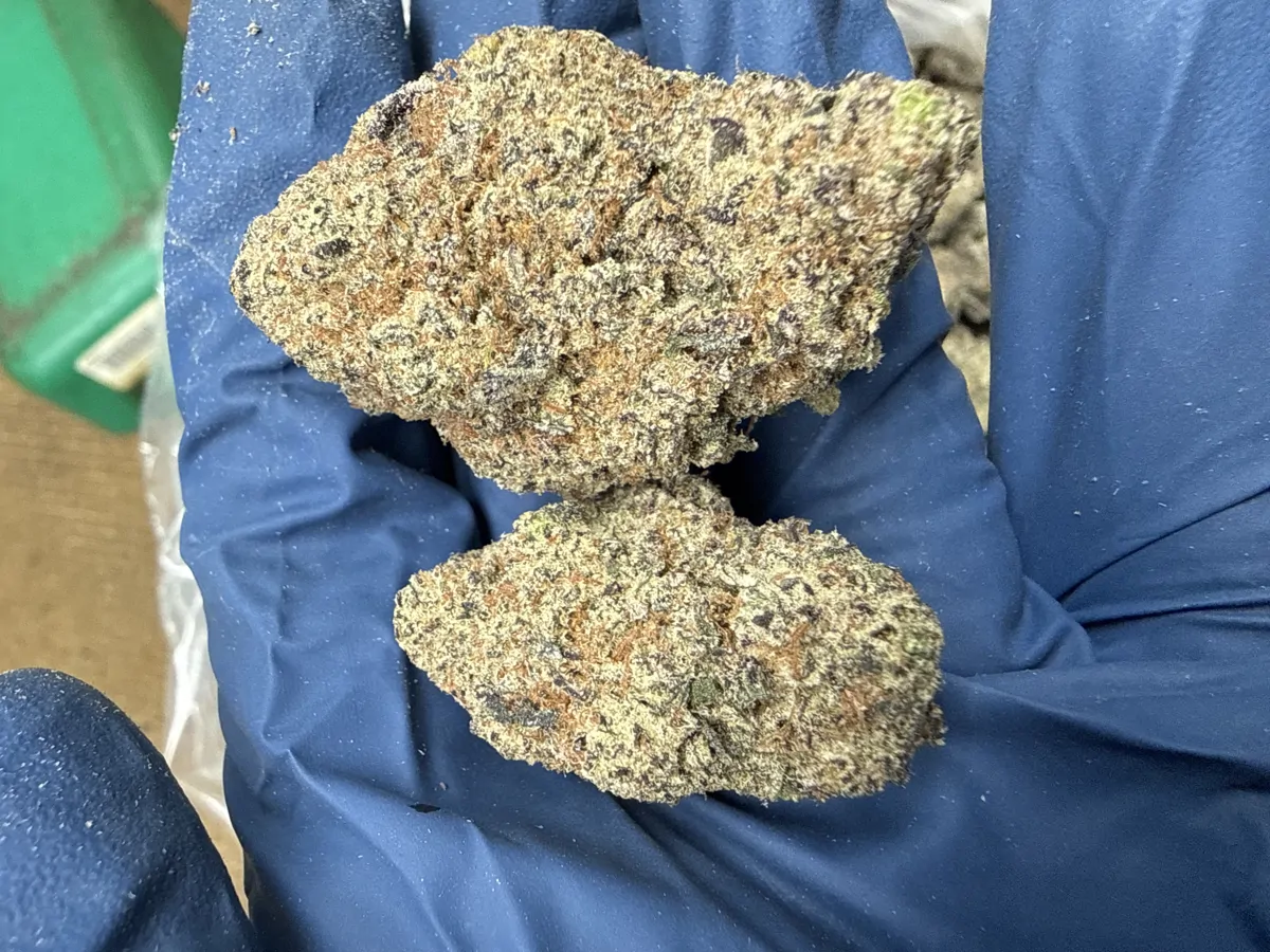 Lizard Burger Flower